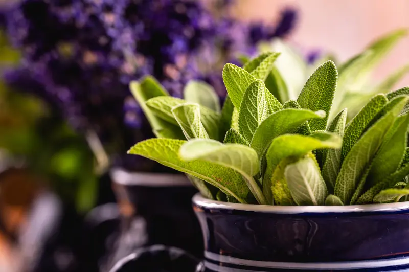 Szałwia Omszona - Kompozycje, Uprawa, Z Czym Ją Łączyć?