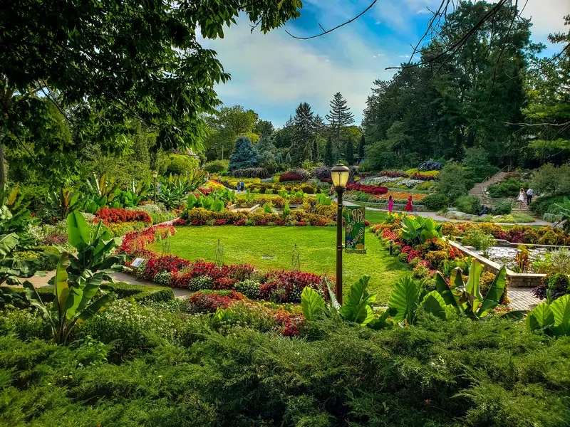 Zantedeschia - jak ją uprawiać? Wszystko co musisz wiedzieć!