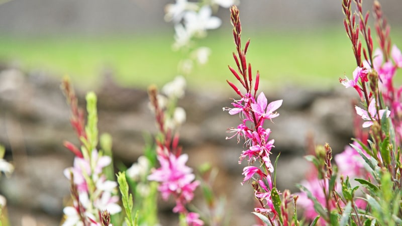Gaura 