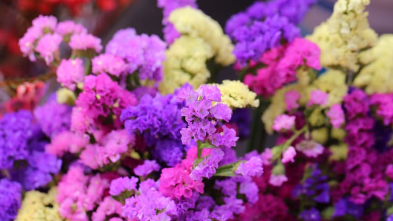 Maciejka kwiat kiedy siać