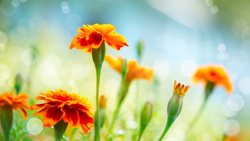 Aksamitka wąskolistna