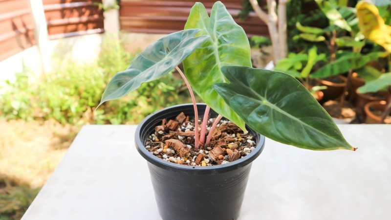 Alokazja pink dragon