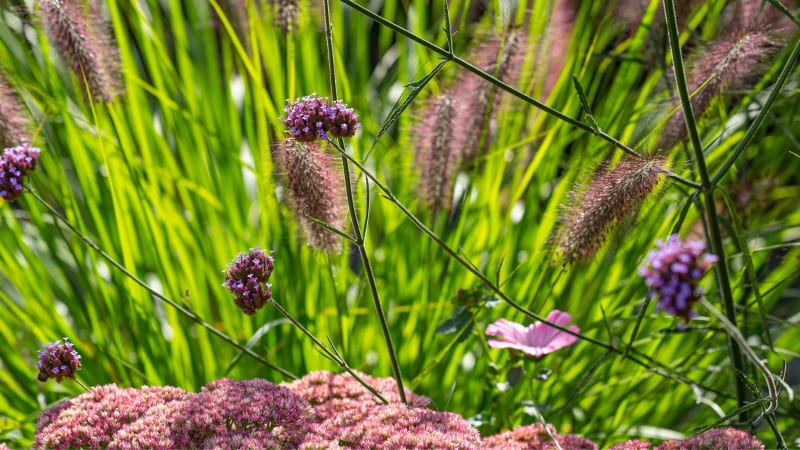 Jak uprawiać Werbenę Patagońską
