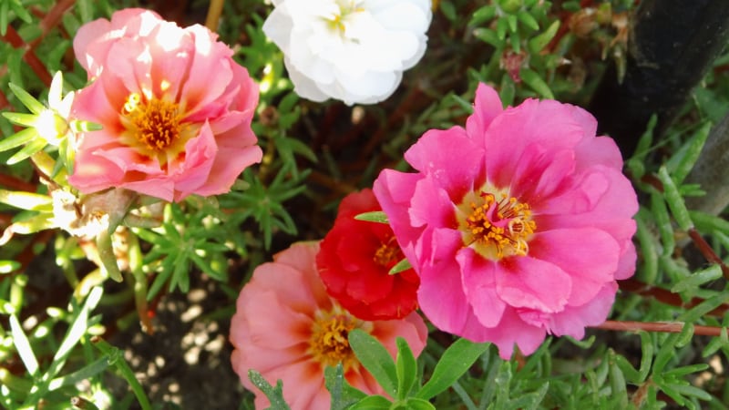 Portulaka wielkokwiatowa