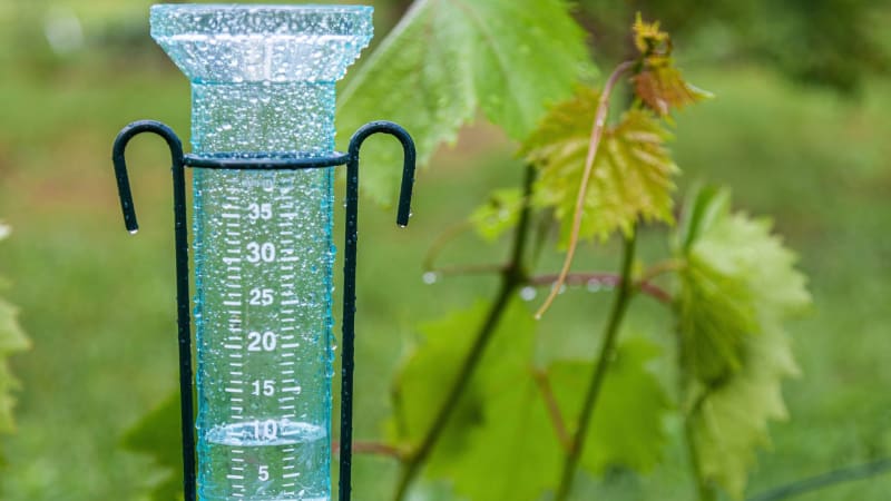 Projektowanie ogrodu deszczowego