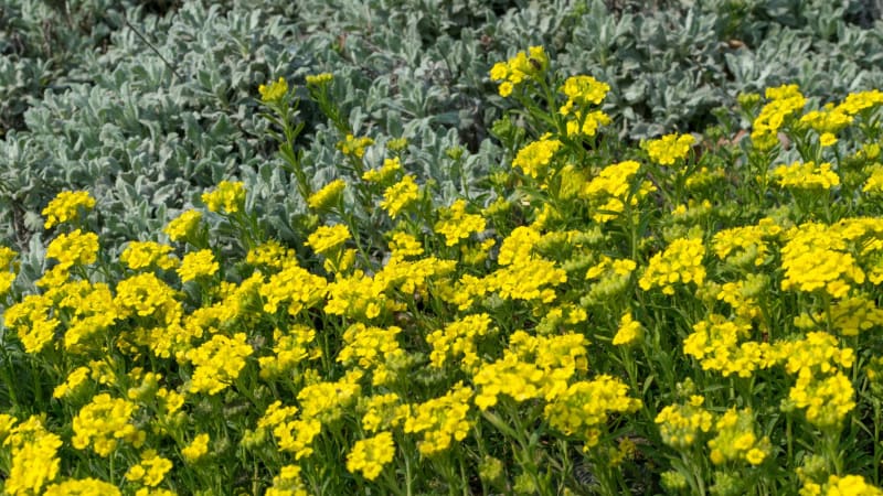 Smagliczka wieloletnia