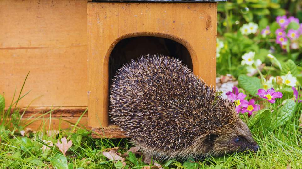 Domek dla jeża w ogrodzie