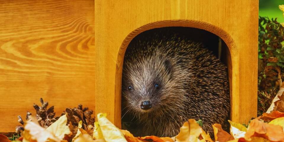 Domek dla jeża