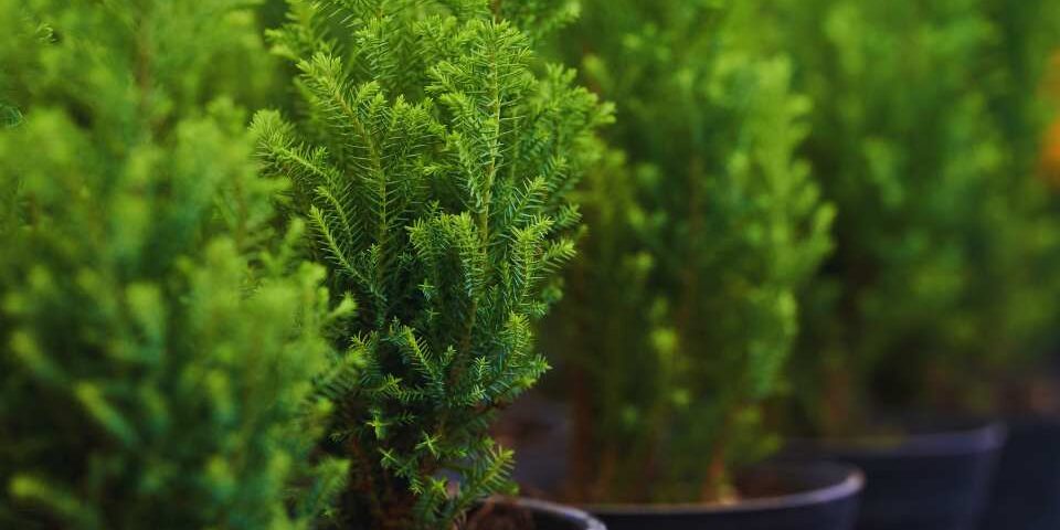 Drzewka ozdobne do ogrodu