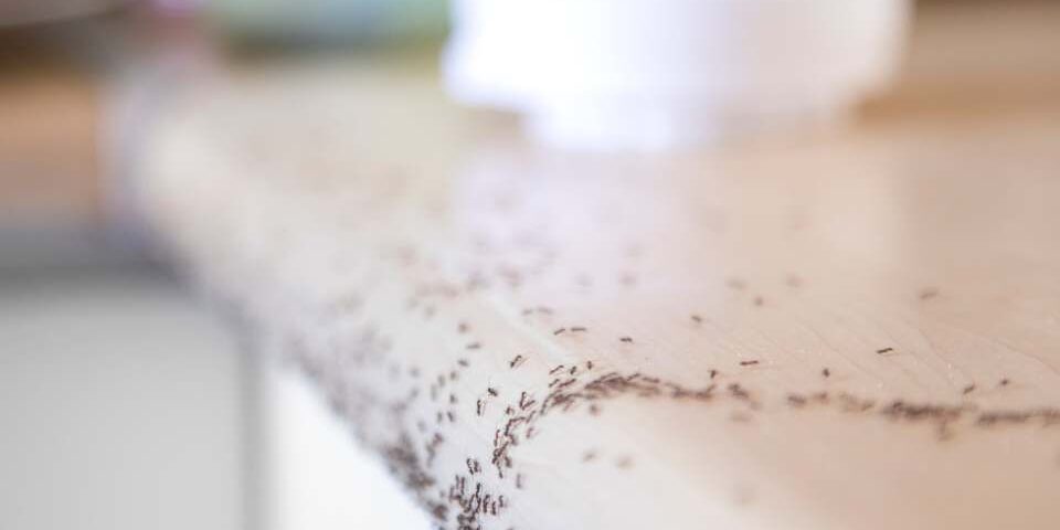 Mrówki w domu