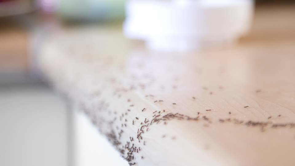 Mrówki w domu