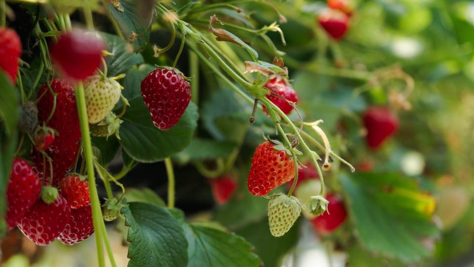 Kiedy sadzić truskawki z rozłogów 