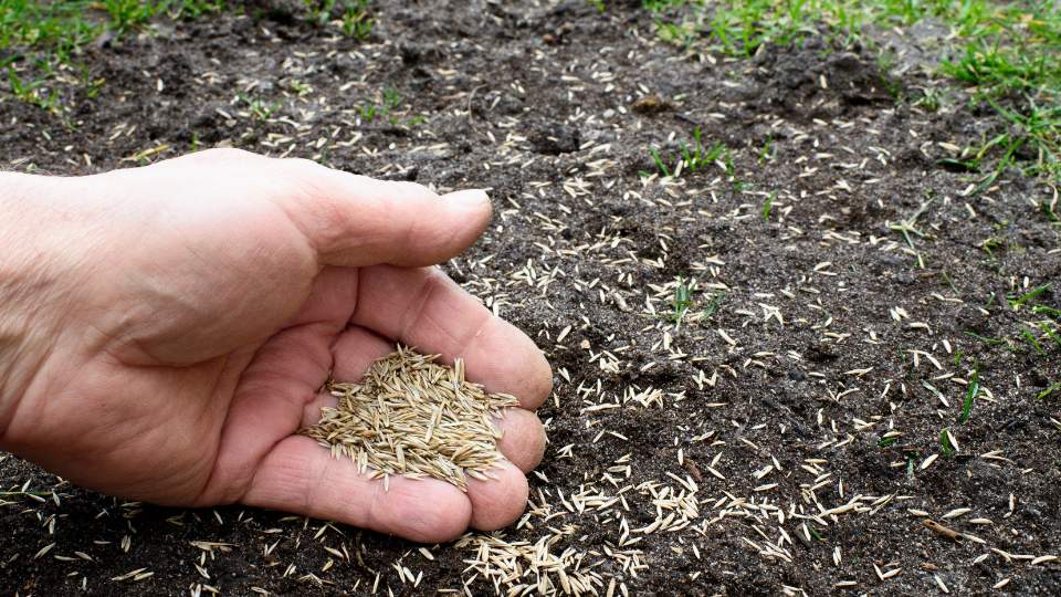 Kiedy siać trawę na jesień