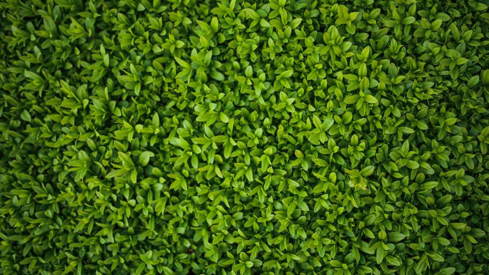 Ligustr zimozielony przyrost roczny 