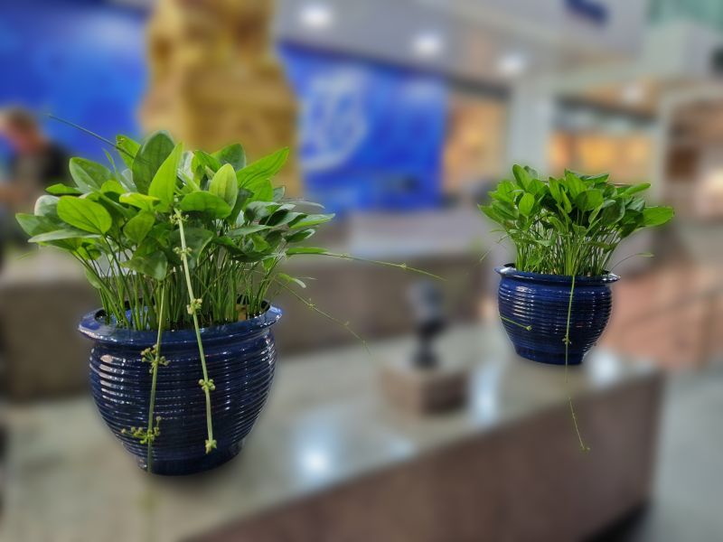 Ceramiczne donice sprawdzą się w każdym rodzaju przestrzeni, fot. inbud.pl