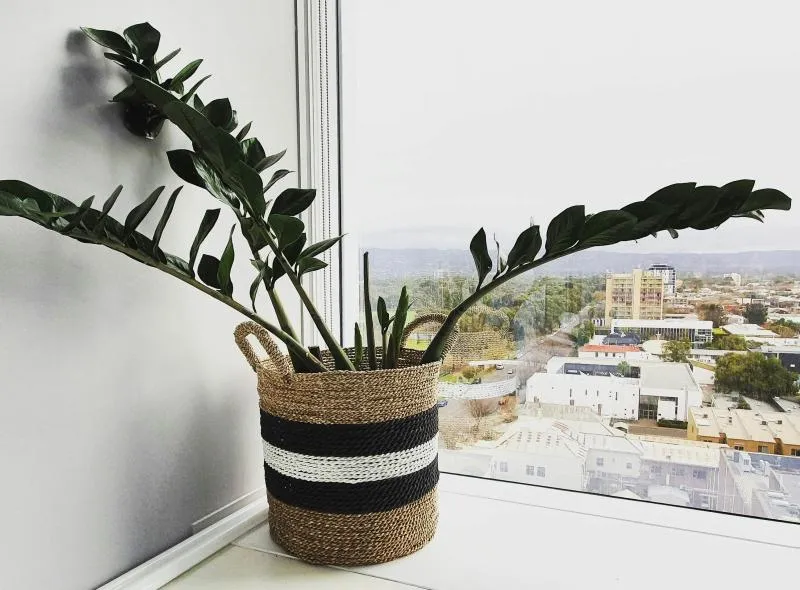 Ciekawa doniczka będzie dodatkową ozdobą tak dla rośliny, jak i dla pomieszczenia. Fot. charliehelenrobinson / pexels.com