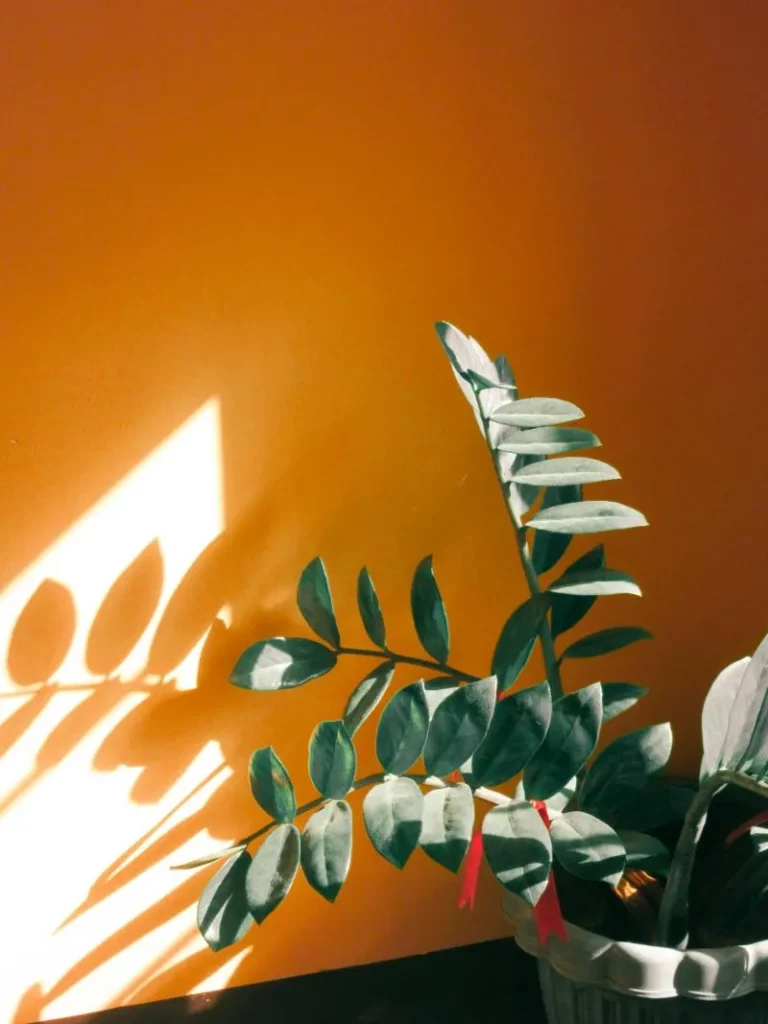 Kiedy zamiokulkas wyrośnie, spokojnie może stać na podłodze. Fot. Siggy / pexels.com