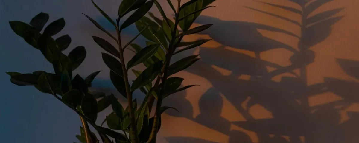 Zamiokulkas to świetna roślina dla początkujących hodowców. Fot. Mo Eid / pexels.com