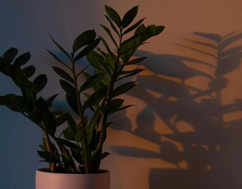 Zamiokulkas to świetna roślina dla początkujących hodowców. Fot. Mo Eid / pexels.com