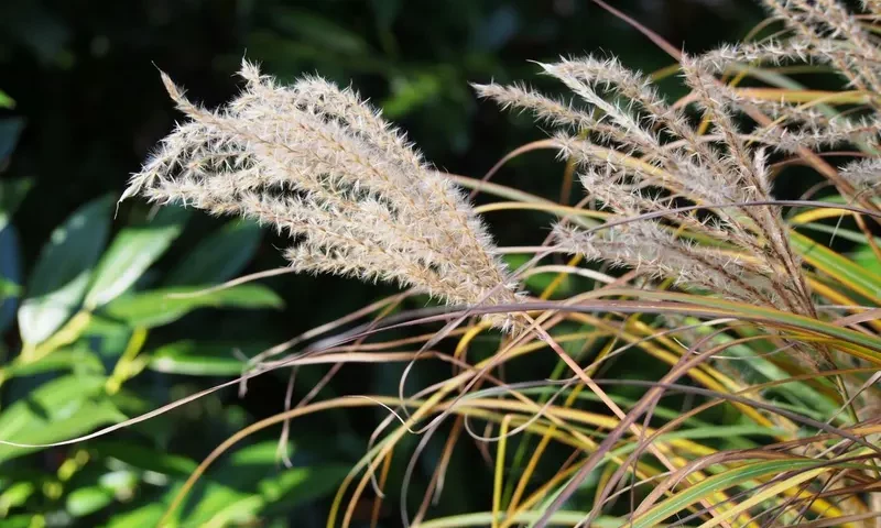 Trawa tygrysia, fot. Agnieszka Kwiecień, Nova, commons.wikimedia.org