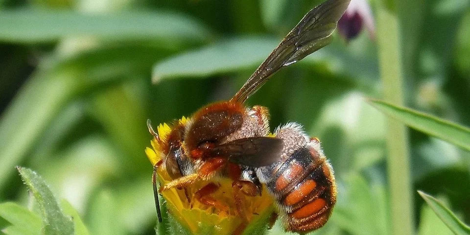pszczoła murarka autor makamuki0, pixabay.com