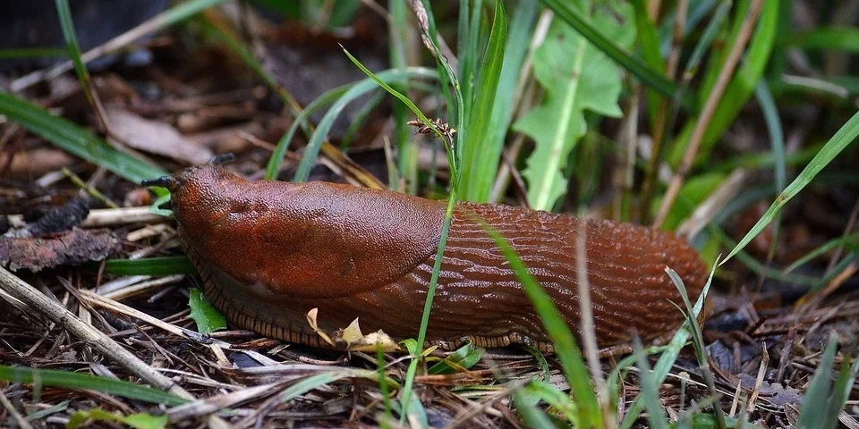 ślimak bez muszli, autor eg6da6, pixabay.com