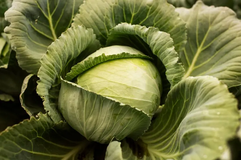 Zdjęcie dorodnej główki kapusty z bliska / fot. freepik freepik.com