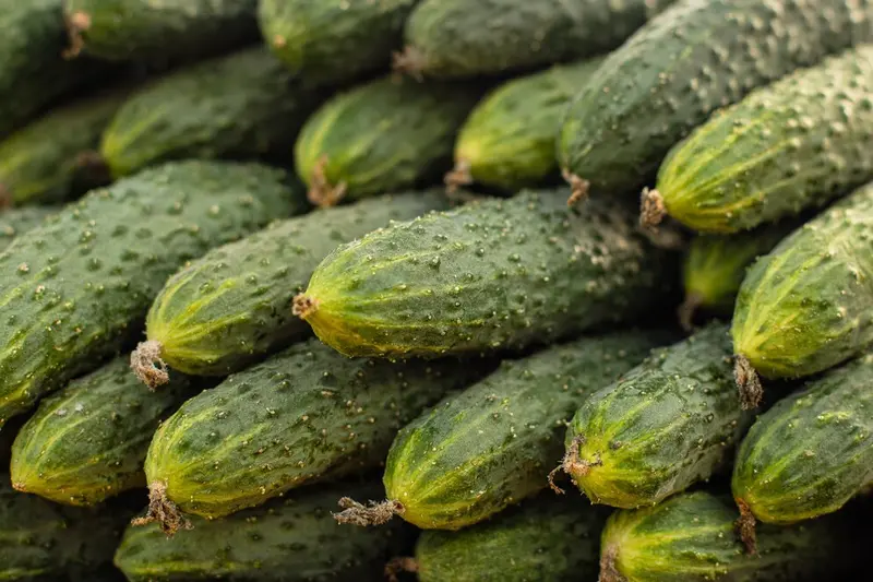 Sterta ogórków gruntowych / fot. user15285612 freepik.com