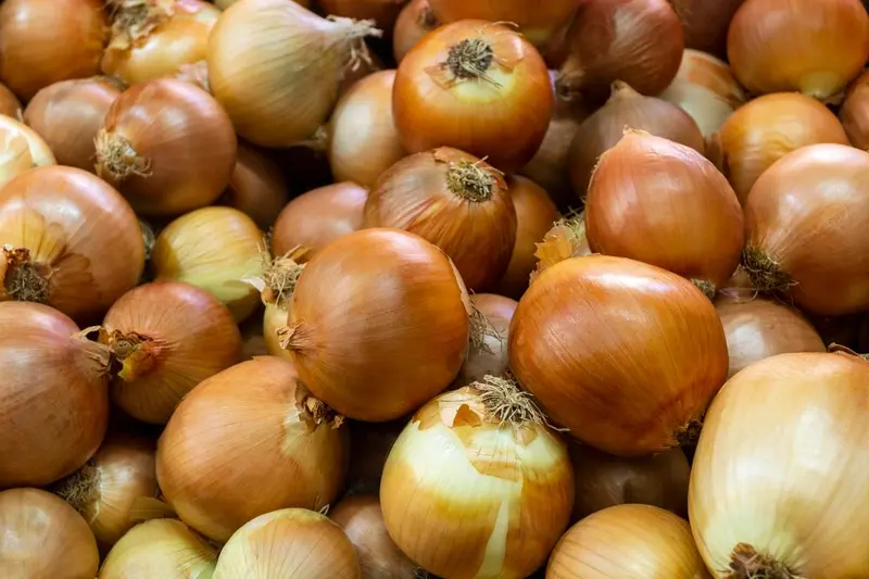 Sterta białej cebuli / fot. freepik freepik.com