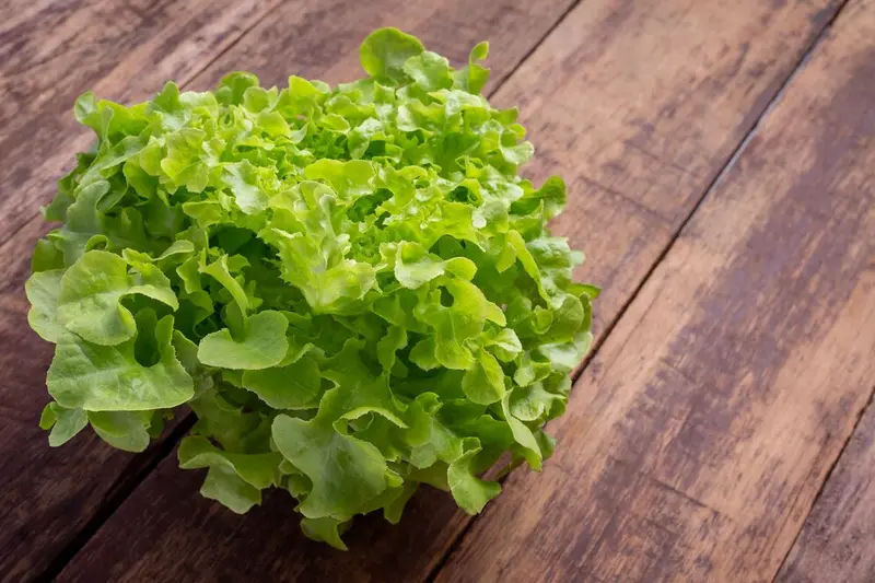 Świeża sałata leżąca na stole / fot. jcomp freepik.com