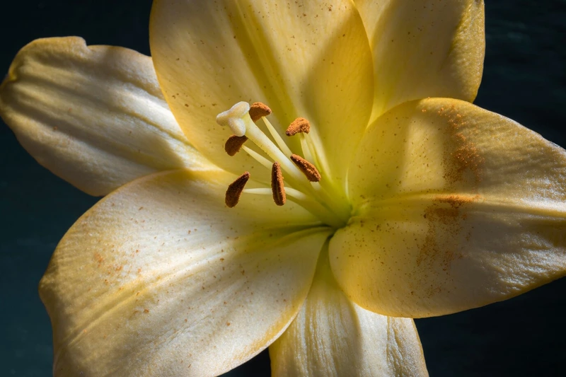 Żółta lilia azjatycka pokazana z bliska / fot. freepik freepik.com