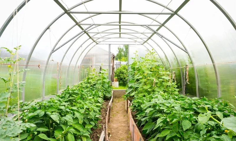 Szklarnie z poliwęglanu - jak korzystać z nich przez cały rok