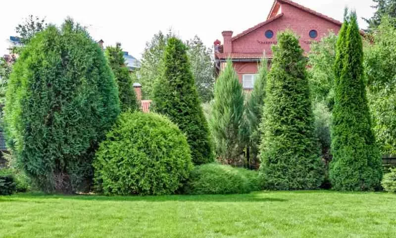 Drzewa szybko rosnące, fot. SV_Production, Vista Create