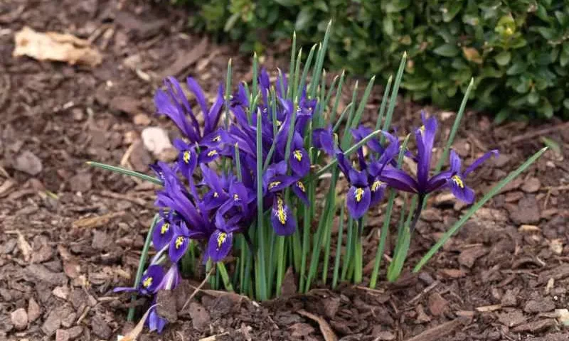 Kiedy sadzić irysy cebulowe?, fot. Malleo, Vista Create