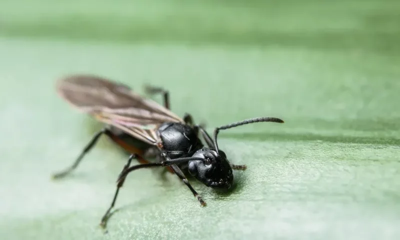 Jak usunąć latające mrówki w domu?, fot. Aukidtonphoto@hotmail.com, Vista Create