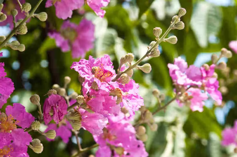 Lagerstroemia, fot. sapgreen, Vista Create